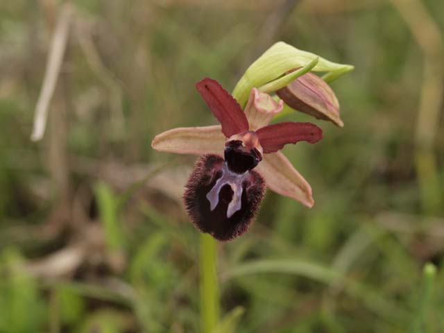 ophrys murgiana